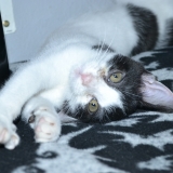 Hetta