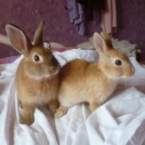 Tango & Moca