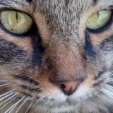 Grigio !