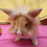 caramel