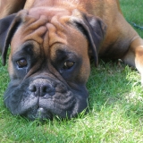 TYSON