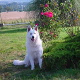 Filou des Loups des Embruns