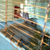 pepere 