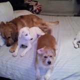 simba ,stella ,whity,bondok