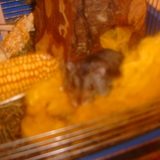 Hamtaro
