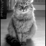 Mimine