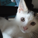 Domino