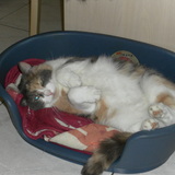 Cannelle