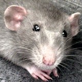 Dewey