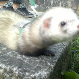 Doui