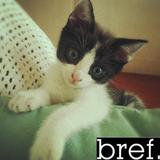 Bref