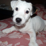Tibulle