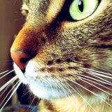 Pépito