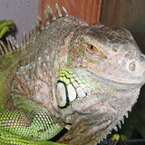 Oscar