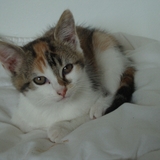 linka