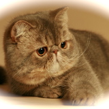 firmin du clos de Bastet
