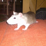 touille
