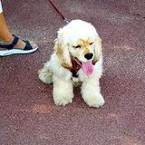 cookie