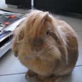 Noisette