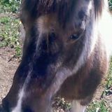 bilbo