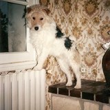 Filou