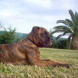 Loïs