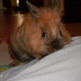 Praline