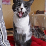 Calinou