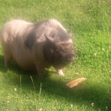 PEGGY