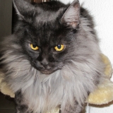 Sookie