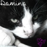Domino