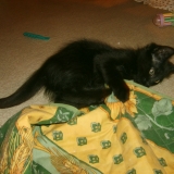Ficelle chaton s'amuse