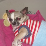 Chipie 