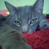 Ninou