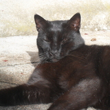 Koka