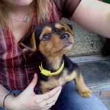 harper