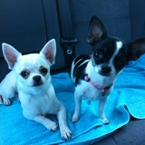 hatika et hoover