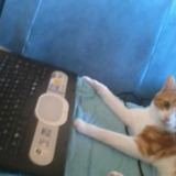 Mimicat