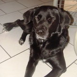 Lili