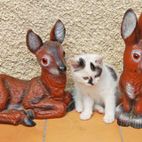 Minette