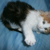 Peluuche