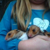 fraise,abricot,biscuit
