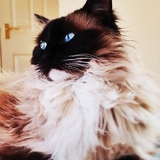 Mitsy