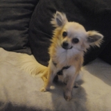 El Pepito