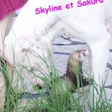 Sakura et Skyline