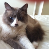 Fifi