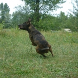 TILLA