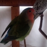 loulou 
