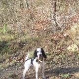 filou