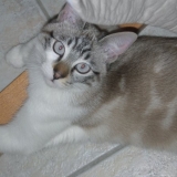 Caïssa